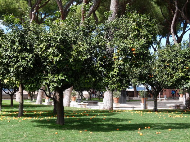 istock Orange trees in a peaceful garden in Savello Park in Rome 2193183425
