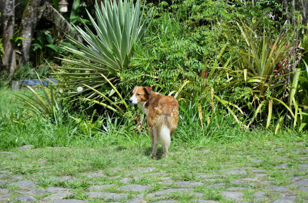 A Welsh Sheepdog walking through the garden on a sunny day
