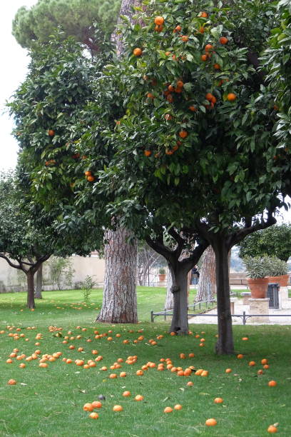 istock Orange trees in a peaceful garden in Savello Park in Rome 2193183618
