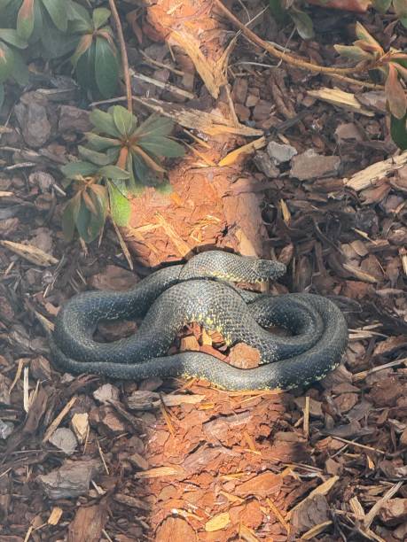 istock Black king snake laying on brown mulch 2193183803