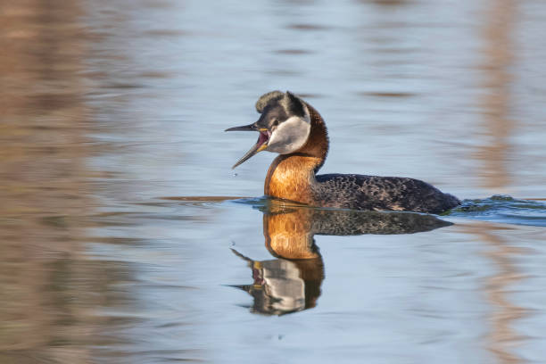 istock A Red-necked Grebe During the Mating Season in Alaska 2193183845