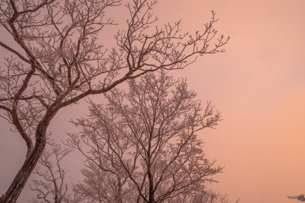 Hoarfrost forest turns orange in the morning glow