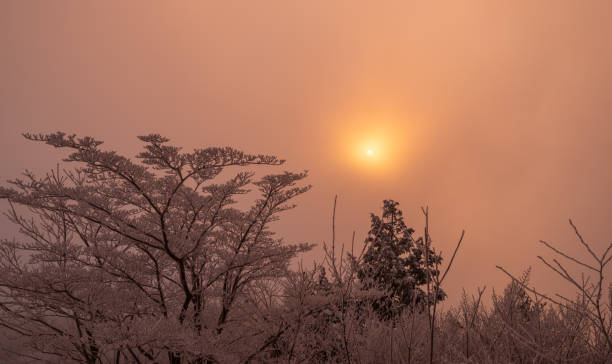 Hoarfrost forest turns orange in the morning glow