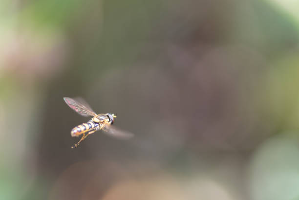 Macro shot of a small bee flying