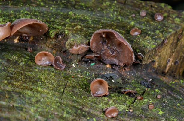 istock Auricularia auricula-judae - saprophytic fungus growing on an old tree stump, Odessa 2193187834