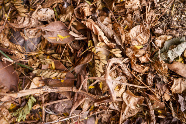 istock dry and sunny autumn leaves 2193190101