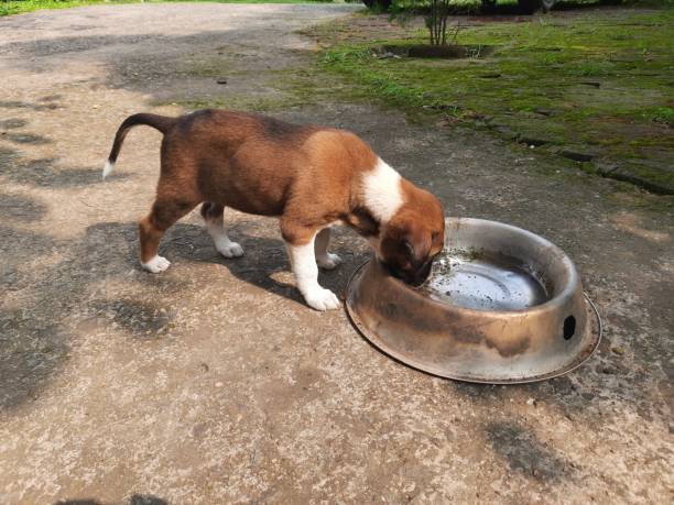 istock Indian street dog puppy. 2193190536