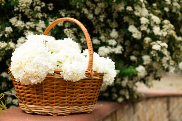 istock Wicker basket with white flowers, outside. 2193191911