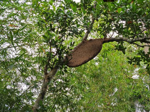 istock Bottom view of a large beehive hanging on a tree branch surrounded by lush green foliage. 2193192386