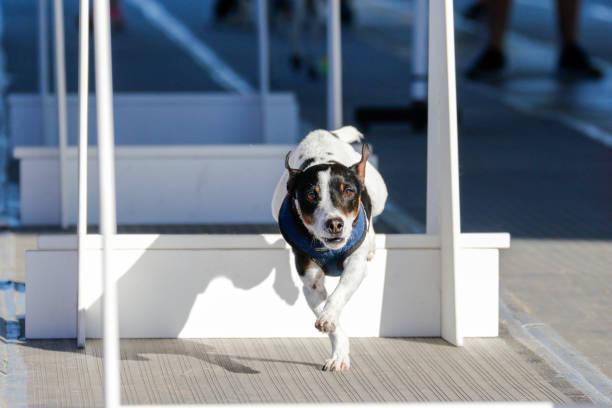 istock Mixed breed dog coming down from a jump 2193192787