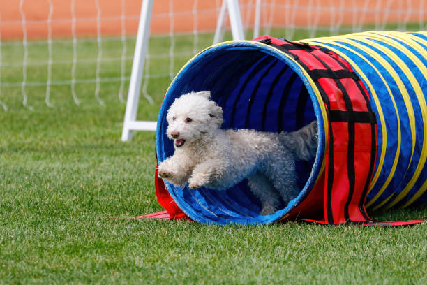 istock Small, white mixed breed dog coming out of a tunnel 2193192789