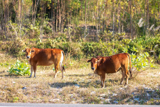 istock Roadside cattle and geese in Danzhou, Hainan 2193194779