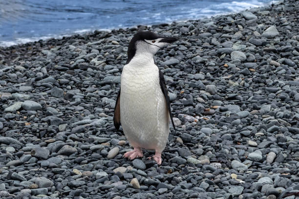 istock Chinstrap penguin on rocky beach Ocean in background. 2193196143