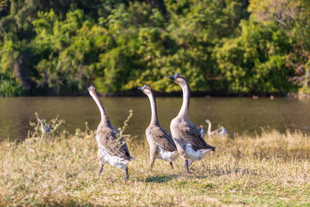 istock Roadside cattle and geese in Danzhou, Hainan 2193198123