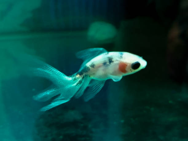 istock White fish Carassius gibelio. The veil tail. A fish with an elongated tail. 2193199282