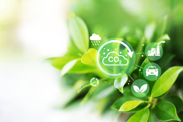 istock Co2 bubbles in the green leaf plants absorb carbon dioxide and release oxygen into the air. oxygen release concept 2193199366