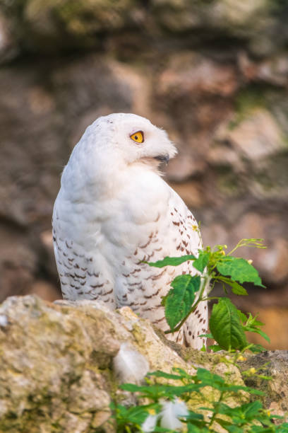 istock A snowy owl sits on a rock cliff. 2193199573