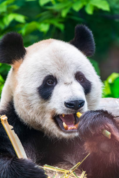 istock The Giant Panda Bear sits while eating a bamboo stalk 2193199593