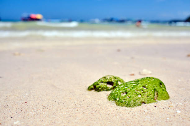 green algae cover small rock that put on the sandy beach of the small island with blurred background blue sky