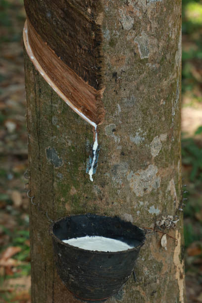 istock Rubber tree (Hevea Brasiliensis) and droping of latex in the bowl. Rubber tapping fresh milky Latex flows into a black plastic bowl in from para tree 2193202157