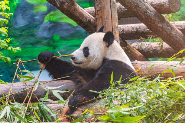istock The Giant Panda Bear sits while eating a bamboo stalk 2193203554