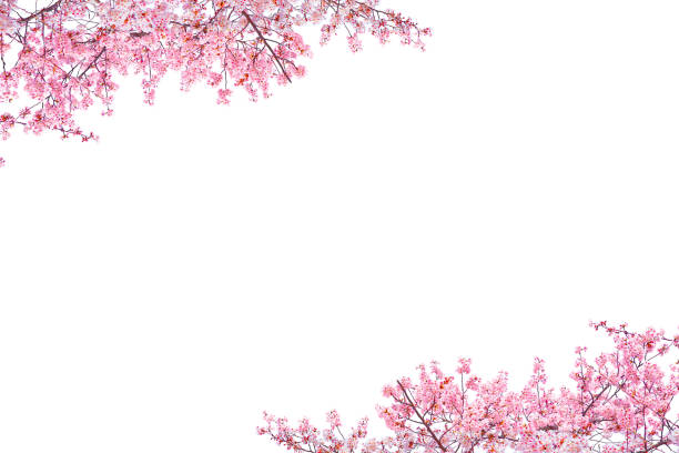 istock Cherry blossom(Japanese sakura) blooming in spring season isolated. 2193204356