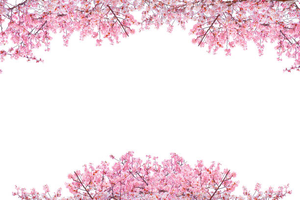 istock Pink Cherry blossom blooming in spring season isolated on white background. 2193204367