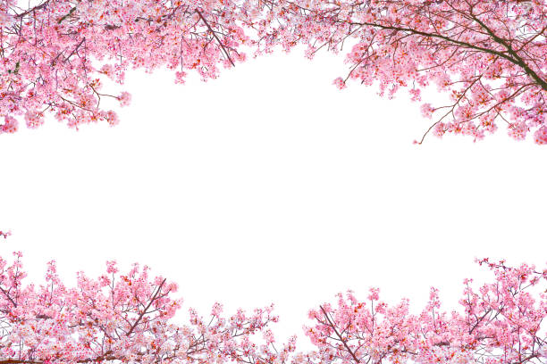 istock Sakura blooming in spring season isolated on white background. 2193204368