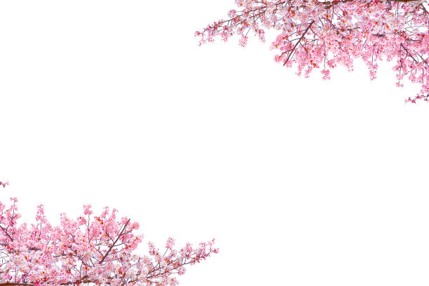 istock Japanese sakura blooming in spring season isolated on white background. 2193204378
