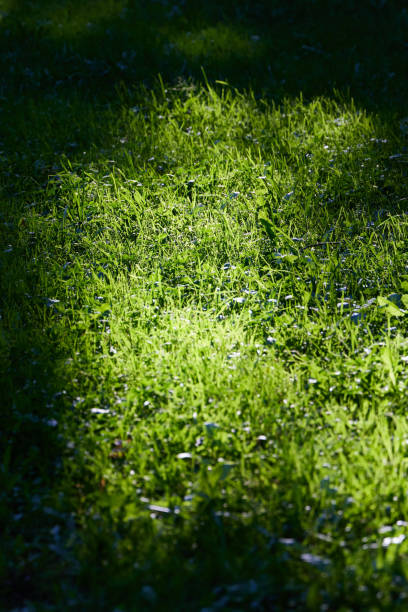 istock The Sunlit Green Grass Creates a Naturally Calm and Serene Atmosphere All Around 2193207094