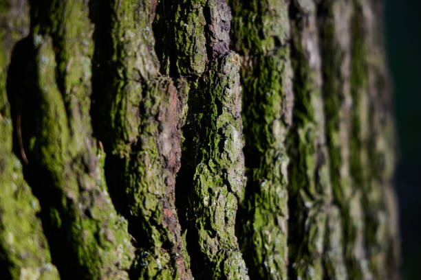 Tree skin