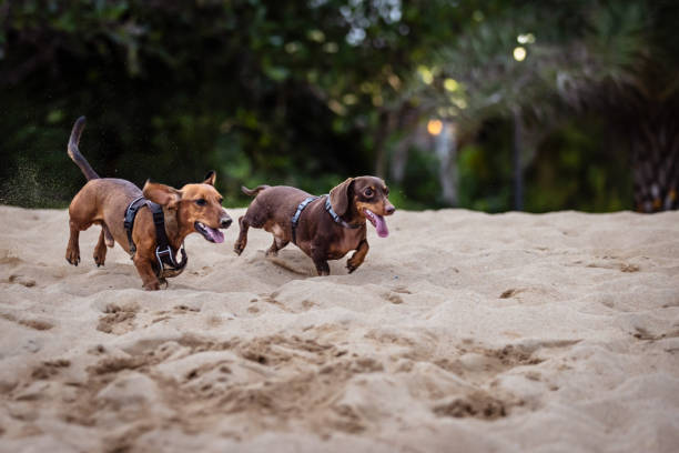 Two domestic dogs are playing on sands at Sanur beach, Bali Island.