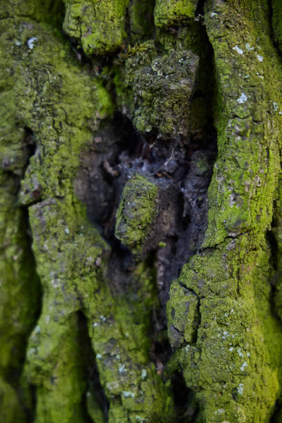 istock A closeup view of intricately textured tree bark adorned with vibrant green moss 2193207509
