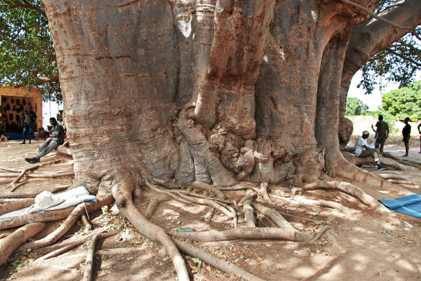 Dakar, Senegal - 26 Dec 2021: The big baobab tree in Senegal