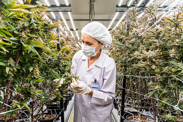 istock A worker inspects cannabis plants in a controlled environment, wearing protective gear to ensure safety and hygiene in cultivation. 2193209932