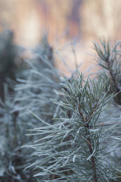 Frosty Spruce Branches. Outdoor frost scene. Snow winter background. Nature forest light landscape. Beautiful tree and sunrise sky. Sunny, snowy, scenic, snowfall.