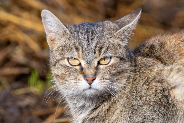 istock feral tabby cat portrait 2193210987