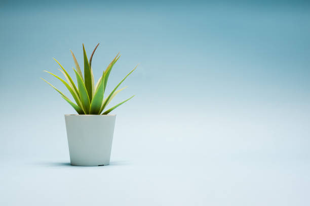Green cactus plant in white pot on blue background