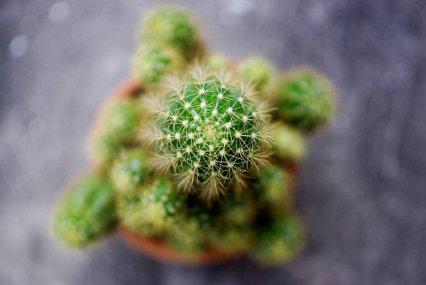 istock Cactus in flower pot, Top view 2193211437