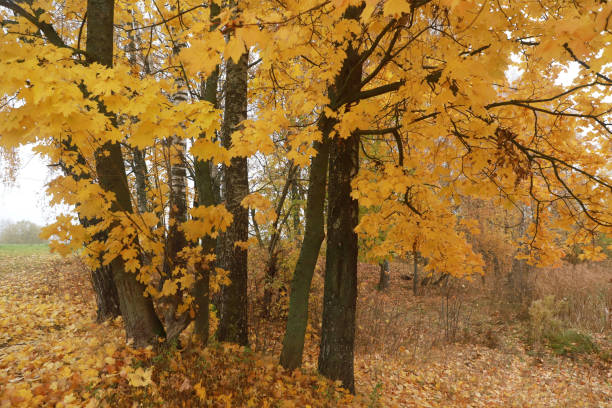 Autumn landscape in the vicinity.