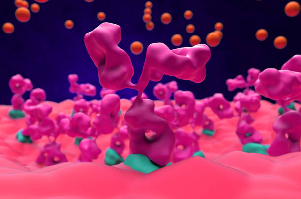 Neuromuscular junction in myasthenia gravis - closeup view 3d illustration stock photo