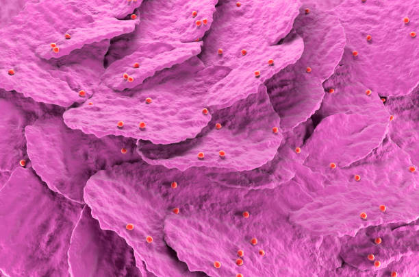 Internal structure of an animal cell, 3d rendering. Section view. Computer digital drawing.