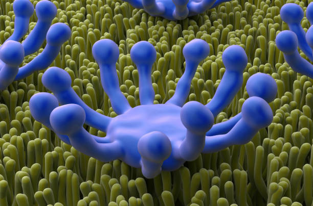 istock Smell (olfactory) receptor - closeup view 3d illustration 2193215452
