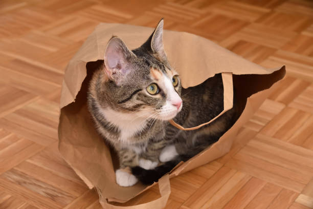 istock Kitten hiding and peeking from the paper bag 2193215459