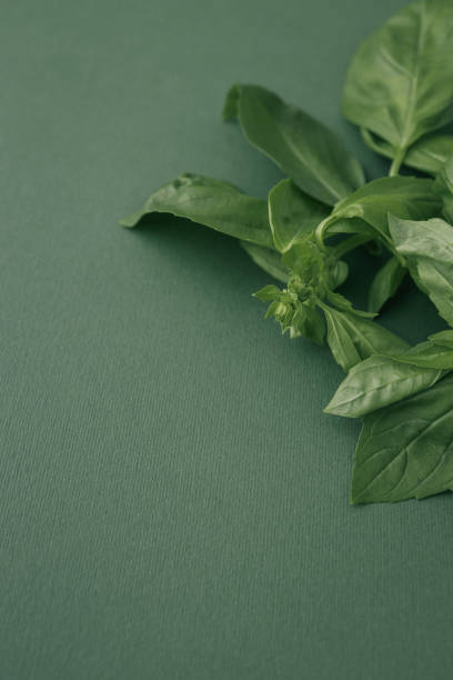 Fresh basil leaves arranged on a green textured background, highlighting their vibrant color and natural texture. Ideal for culinary, herbal, or decorative purposes.