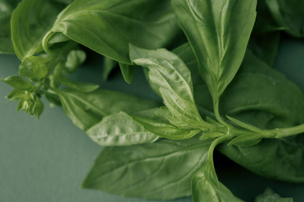 Basil leaf isolated. Fresh green  basil herb on white background, close up.\