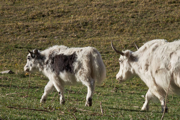 Two white fluffy yaks with horns walk on the grassland