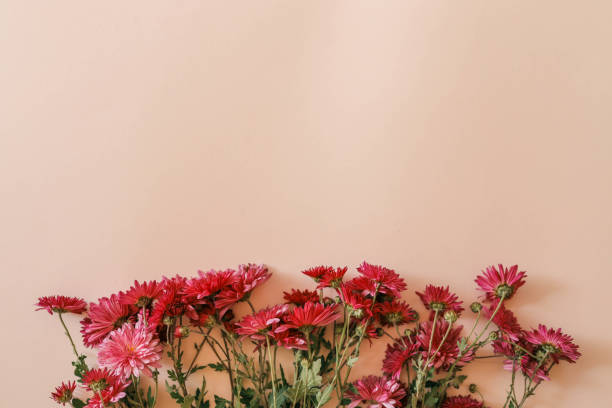 istock Red chrysanthemums arranged against a soft pink background, creating a vibrant and elegant floral composition perfect for seasonal, romantic, or aesthetic themes 2193218148