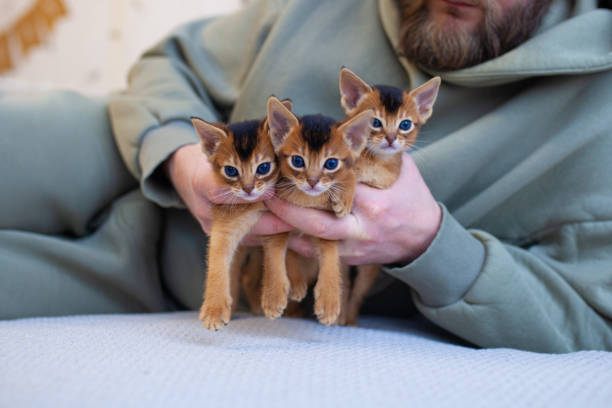 istock Three abyssinian ruddy kittens in man's hands. Pets care. 2193218984