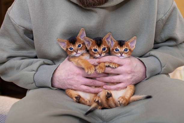 istock Bunch of  abyssinian ruddy kittens in man's hands. 2193219015